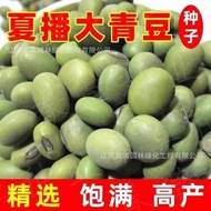 Ready Stock Quick Shipment Fresh Edamame Seeds Early Cooked Large Edamame Large Edamame Large Pods G