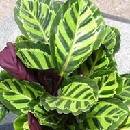 【COD】10pcs Rare Calathea Seeds Air Freshening Plants Seeds #SW32