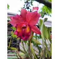 orchid cattleya live plants