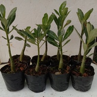 adenium - ANAK POKOK ANACONDA HYBRID