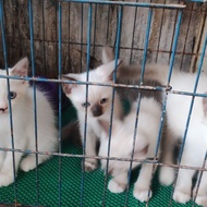 Kucing Kitten Anak Kucing Himalaya Siam Ragdoll Termurah