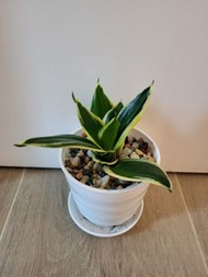 荷花虎尾蘭 14cm 高