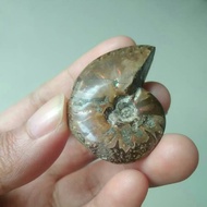Fossil Ammonite B - Fosil