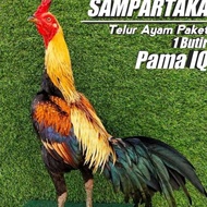 Fertil - Ayam Pama Ninja Ori Telur Fertil Perbutir ' Terlaris
