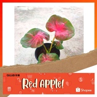 🍃 CALADIUM : "RED APPLE" 🍃 [Caladium Plants-Pokok Keladi / Real Live Plant] 🍃