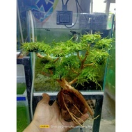 ❐♠✆bonsai tree for aquarium design