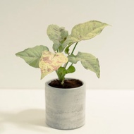 牛奶紙屑合果芋│泥作系列│福所栽