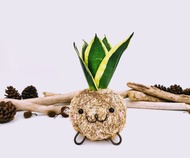 創意苔球│金剛虎尾蘭│室內植物│陽台植物│觀葉植物