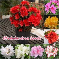 Bonsai Seed Rhododendron Plant Seeds (50 Seed, Mixed Color) Flower Seeds for Gardening Rare Azalea S
