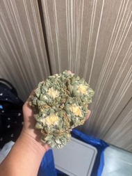 老家6頭龜甲牡丹
