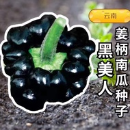 Black Beauty Ginger Handle Melon Seeds Yunnan Black Peel Yellow Core Pumpkin Spring Four Seasons Vegetable Seeds Cabbage