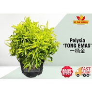 KF - Polysia - EUODIA CULTIVAR - TONG EMAS 一桶金 // Live Plant // KFTANGARDEN