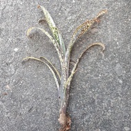 [ Ready Stock ] Bromeliad Billbergia Casa Blanca - Individual Plant