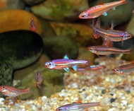 [Livestock] Rainbow Shiner | Simply Aquatics | Aquatic Fish | Aquarium |Small Medium Pet Fishes | Live Fish Pets