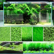 Aquarium Grass Aquatic Plant Seeds Aquarium Filter 鱼缸 Filter Aquarium 魚缸 Tank Aquarium Air Pump Aquarium Accessori