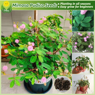 เมล็ดพันธุ์ ผักกระเฉด เมล็ดผักกระเฉด บรรจุ 150 เมล็ด Mimosa Pudica Seeds บอนสี ต้นไม้มงคล ต้นไม้ฟอกอ