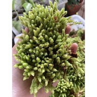 LIVE MOSS | Spagnum Moss hidup | Lumut Hidup | LIVE MOSS