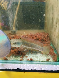 blue pulchra channa size 3- 3.5 inci/live fish(video asal ikan sila wsp)