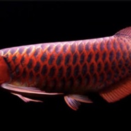 Arwana super red 50cm up merah