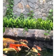 2 pots of sticky pineapple varieties grown to create cool aquarium