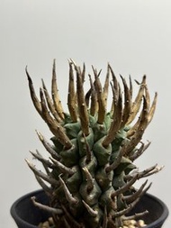 超粗刺密刺鬥牛角大戟塊根 多肉植物 霸王藍 藍棘葉 象牙宮龜甲龍 龍舌蘭漆樹乳香凱撒嚴龍黑王丸孤龍丸植木鉢田口潤 kikko