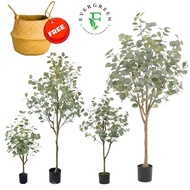 【SG Evergreen】Artificial Eucalyptus Tree Fake Eucalyptus Plant with Pot Artificial Plant Faux Potted
