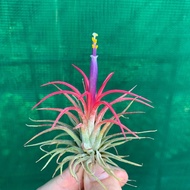 In-stock现货/ t.ionantha fuego with holder福果小精灵+挂座/Tillandsia/airplant/空气凤梨/空气草(update 15-12-2025)