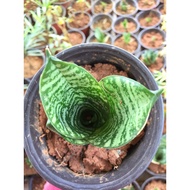 ☘️ Sansevieria Trifasciata 🌿 Anak Pokok Lidah Jin / Lidah Mentua Plant Home Decoration indoor outdoor