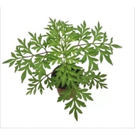 Wild Cosmos, Cosmos, Ulam Raja, Pelampong, 帝皇乌蓝 ,Cosmos bipinnatus, Bidens caudatus