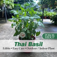 [Paling Horticulture Sdn Bhd] Thai Basil 九層塔树苗 | Pokok Thai Basil Herba | Real Live Herb Plant | Tha