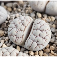 Lithops Gracilidelineata C189A/C374A/C373A/C261A 优选荒玉拿铁latte succulent plant