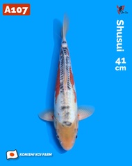 Ikan Koi Import Shusui (Konishi Koi Farm) Kode A107