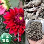 Wholesale Years Born Dahlia Seeds Dahlia No Name Dahlia Tianzhu Peony Oriental Chamomile Dahlia Land