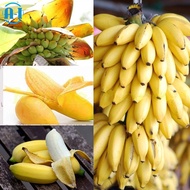 A-I 100ชิ้นแคระกล้วยเมล็ดต้นไม้บอนไซเล็กพืชผลไม้หายากอุปกรณ์ตกแต่งสวน