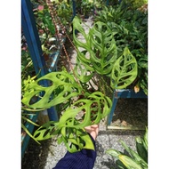 MONSTERA ESQUELETO INDO REAL PLANT