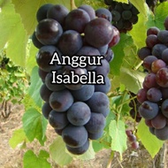 anak pokok anggur isabella