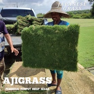 ajigrass rumput hidup rumput jepun japanese grass