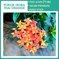PBN - pokok Ixora Thai orange - daun kecil flower pokok bunga nursery sunkist jenjarum tudung periuk