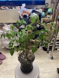 清位 Commiphora 藍白皮橄欖 不連塊根盆 plant