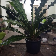 anthurium keris hitam