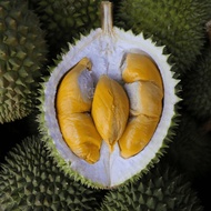 Anak Pokok Durian Udang Merah D175