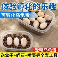 Turtle Eggs Hatchable Children's Suits Grass Turtle Eggs Hatchable Pets Spired Turtle Eggs Explore L