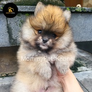 Mini Pom jual anjing TERMURAH !