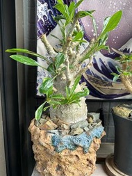 塊根植物