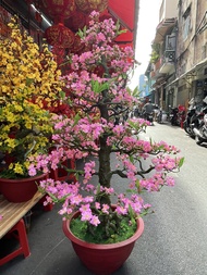 Cây Hoa Đào Bonsai Cao 1m15- Bao Gồm Chậu Và Tặng Bao Lì Xì