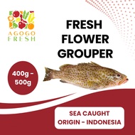[Agogo Fresh - Fish & Seafood] Fresh Flower Grouper (400g - 500g)