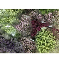 Fresh Flower - Casphia