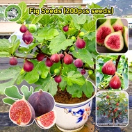 🌱ปลูกง่าย Fig Tree Seed เมล็ดมะเดื่อฝรั่ง Figs สายพันธุ์ ของแท้ 100% มะเดื่อฝรั่ง หรือ ลูกฟิก Fig Se