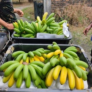 Bibit Pisang Barangan Medan, Bibit Pisang Barang Merah