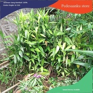 Lucky bamboo sri rezeki
